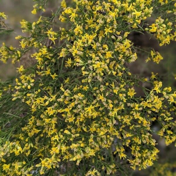 Gutierrezia sarothrae Flower