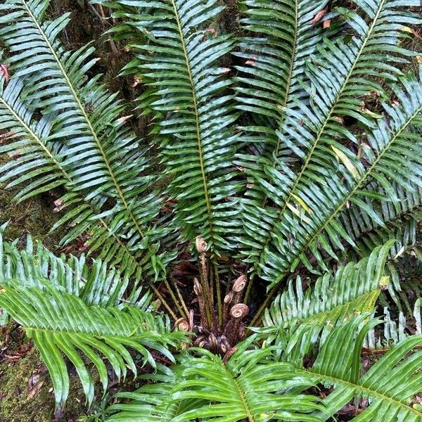 Polystichum munitum Levél