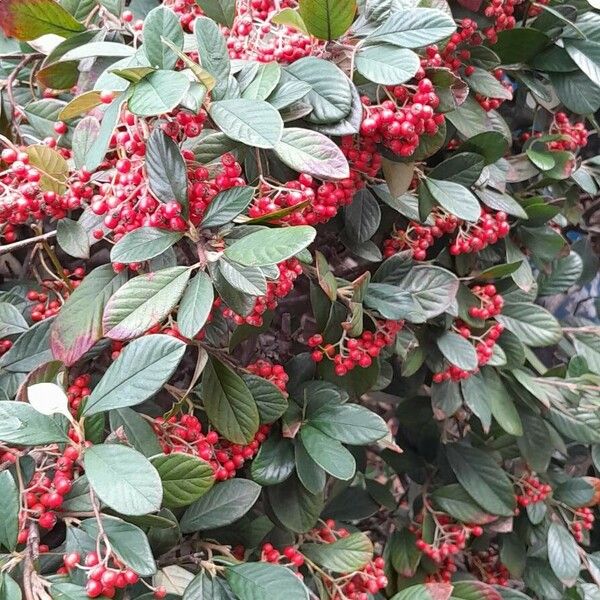 Cotoneaster coriaceus 形态