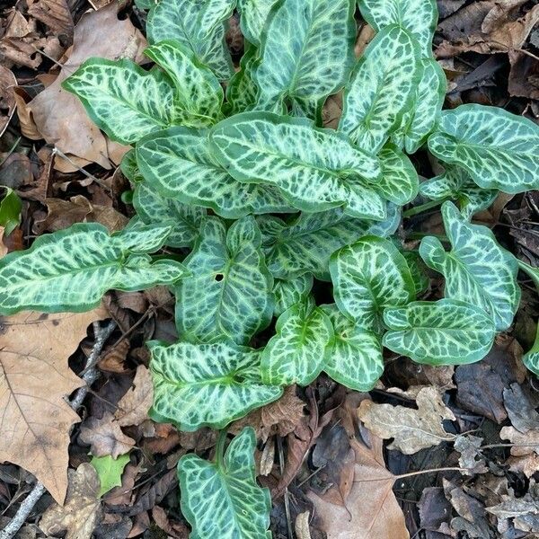 Arum italicum 整株植物