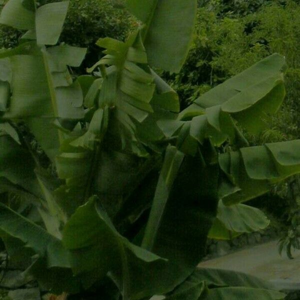 Musa × paradisiaca ഇല