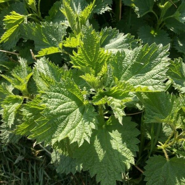 Urtica dioica Blatt