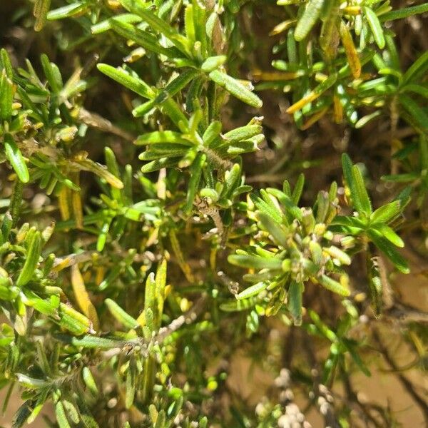 Teucrium montanum Blatt