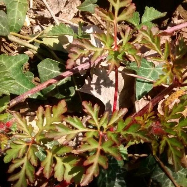 Geranium robertianum পাতা