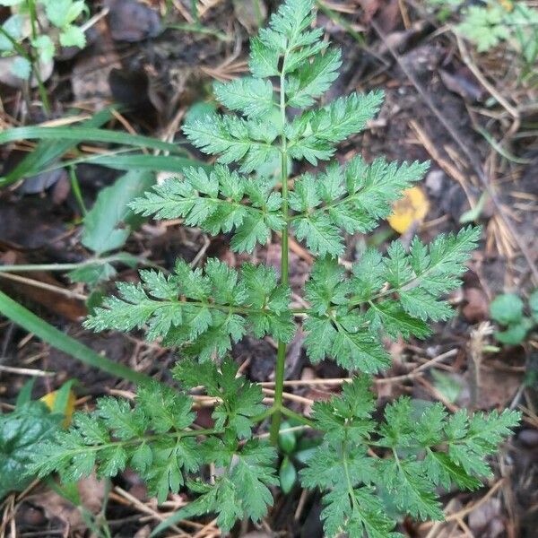 Conium maculatum Leaf