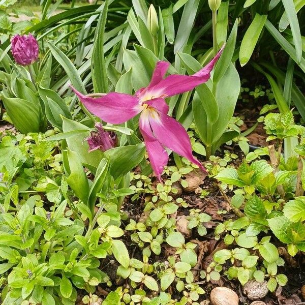 Tulipa didieri Flor