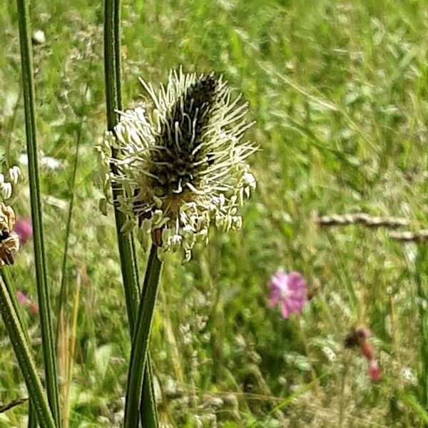 Plantago argentea Flower