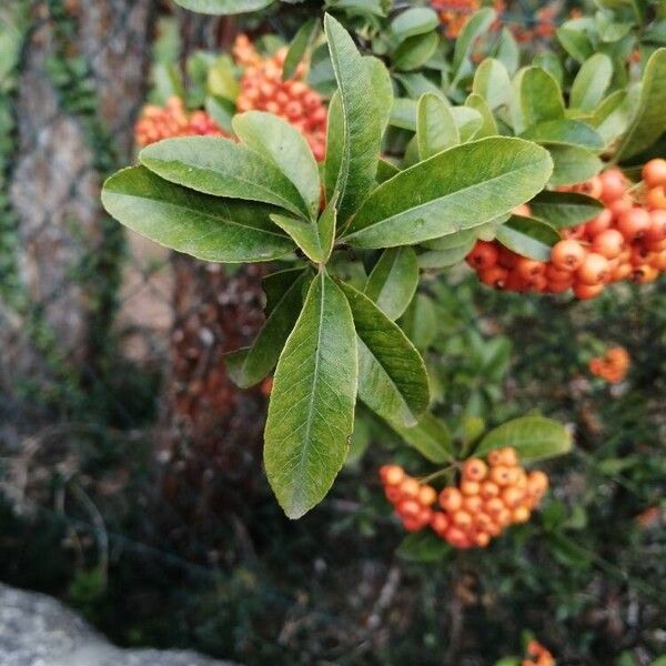 Pyracantha coccinea Blad