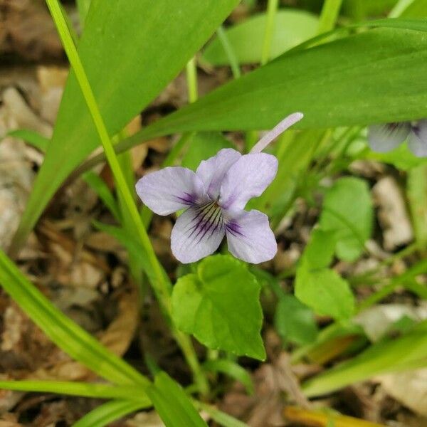 Viola rostrata (Long-spur violet)
