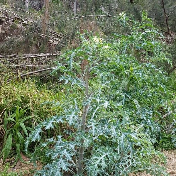 Argemone ochroleuca Hoja