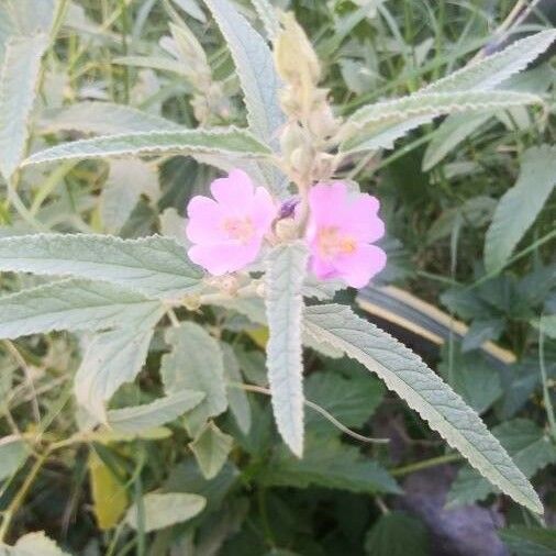 Sphaeralcea angustifolia Flower