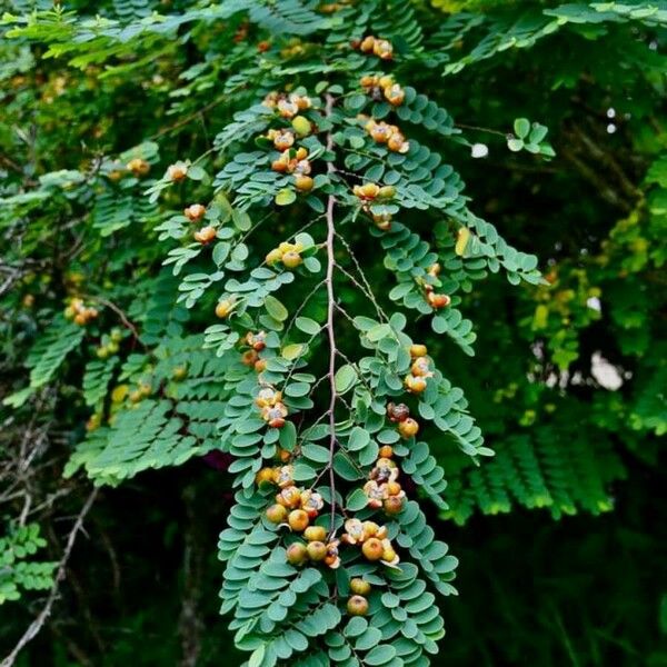 Breynia retusa Fruit