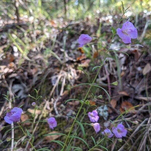 Agalinis tenuifolia फूल