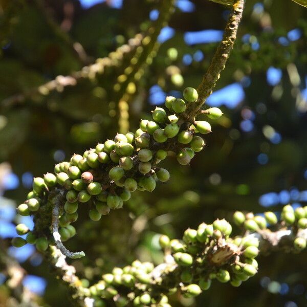 Sideroxylon puberulum Fruit