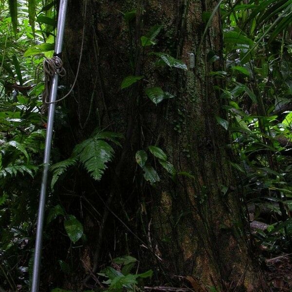 Dalbergia melanocardium Rinde