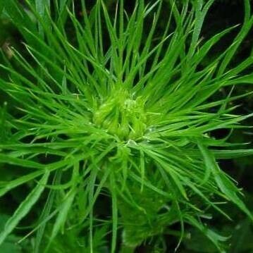 Daucus carota Kvet