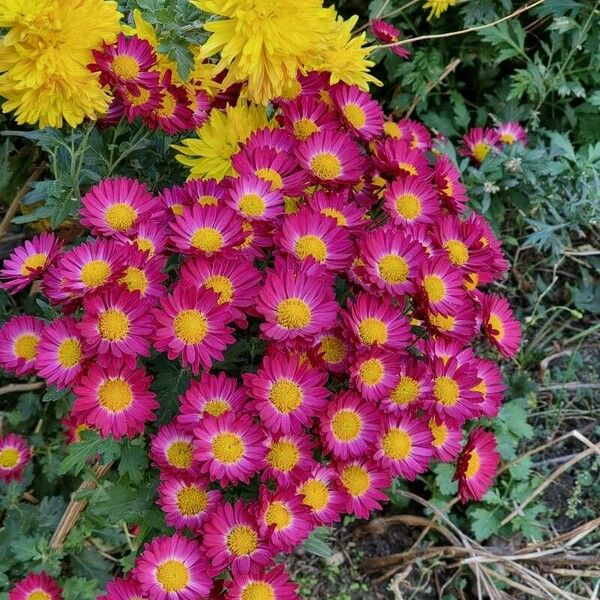 Chrysanthemum indicum Fleur