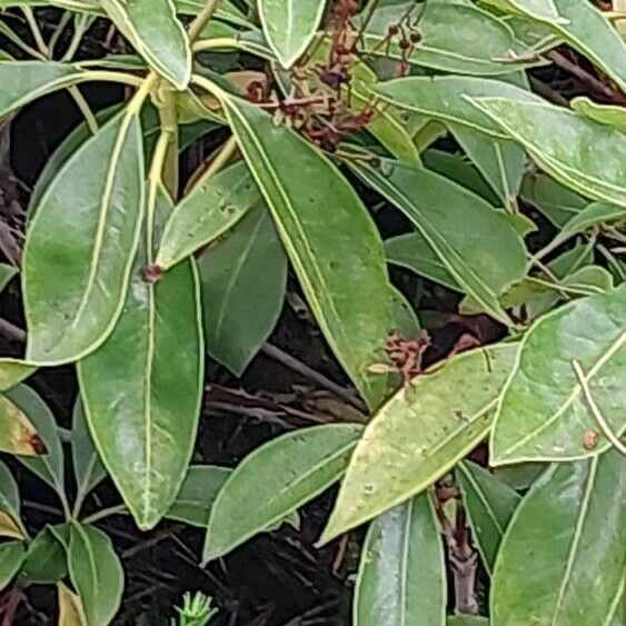 Kalmia latifolia Fuelha