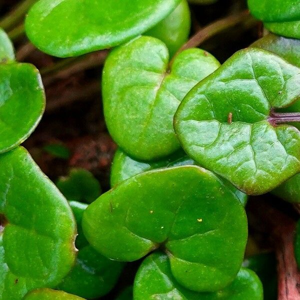 Cochlearia danica Blad