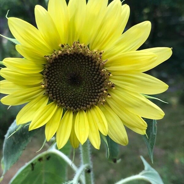 Helianthus giganteus Flower