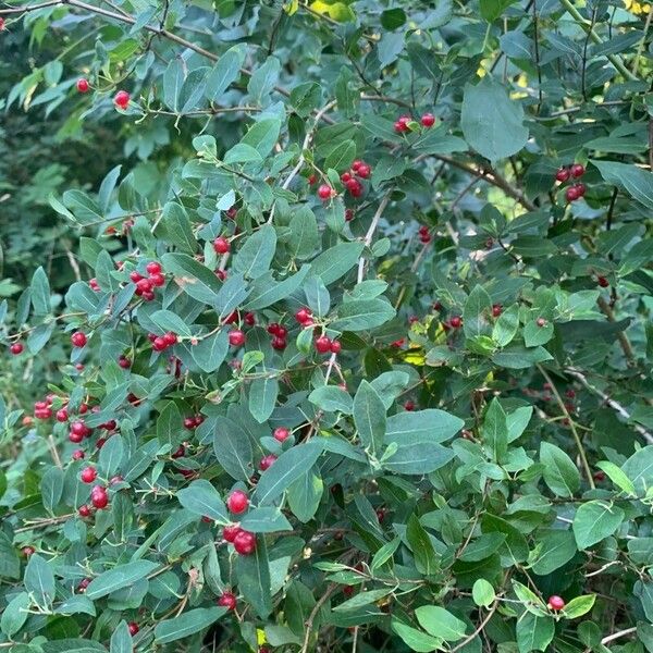 Ilex vomitoria Leaf