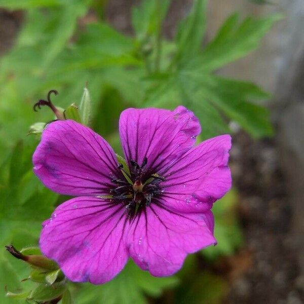 Geranium psilostemon Květ