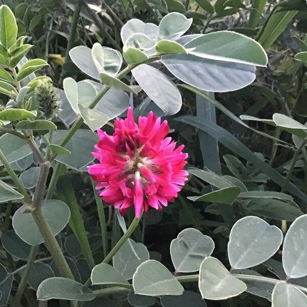 Sulla coronaria Flor