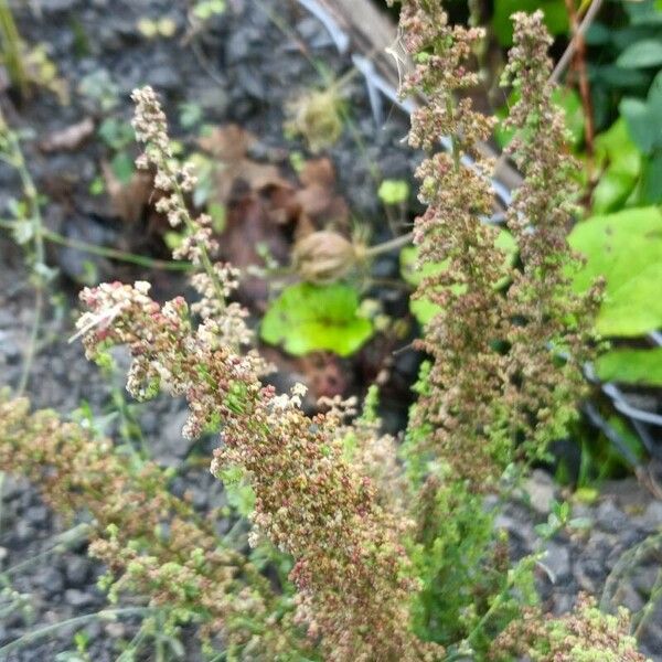 Dysphania botrys Flower