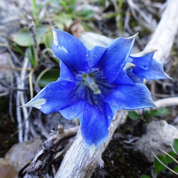 Gentiana clusii Bloem