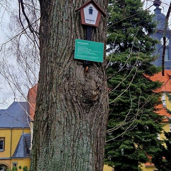 Tilia platyphyllos Žievė