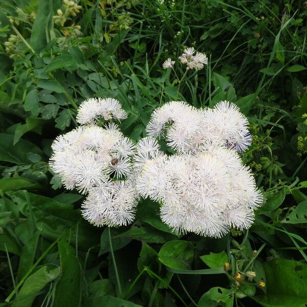 Thalictrum aquilegiifolium Flor