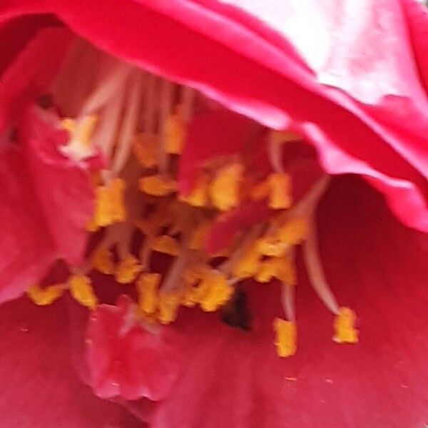 Camellia sasanqua Цветок