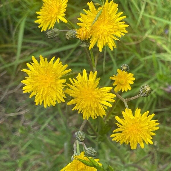 Crepis vesicaria Fiore