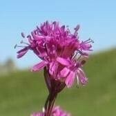 Viscaria alpina Květ