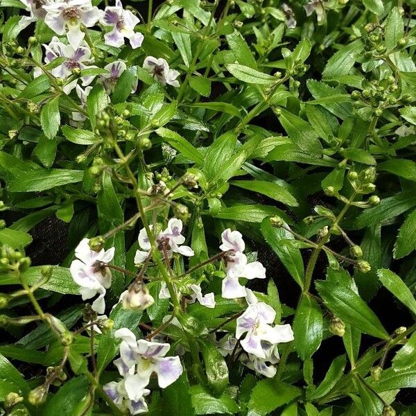 Angelonia angustifolia आदत