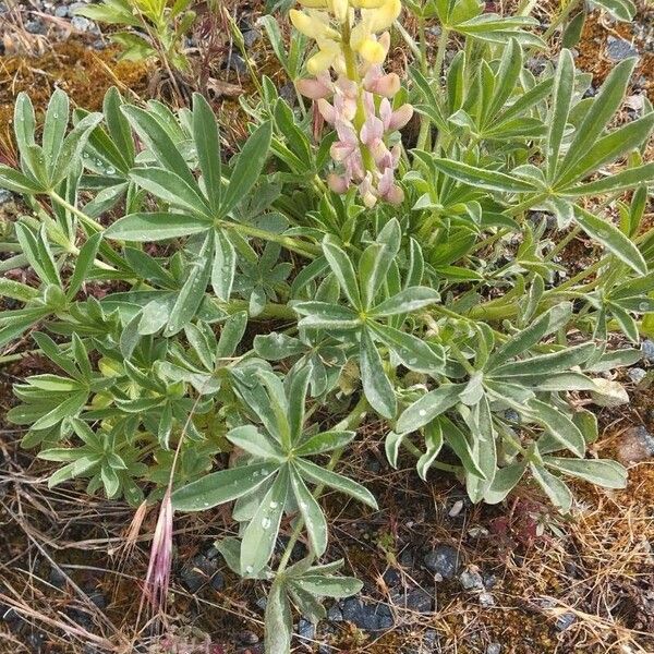 Lupinus gredensis ᱥᱟᱠᱟᱢ