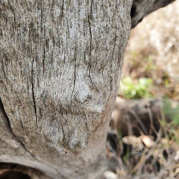 Ozoroa insignis Bark