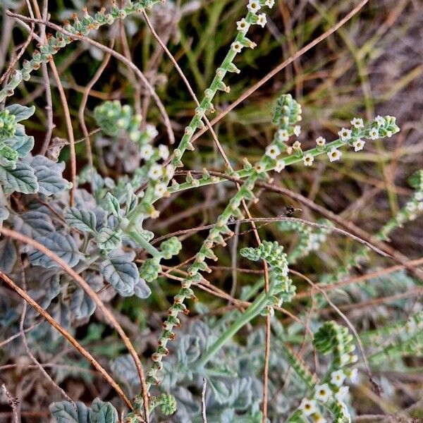 Heliotropium longiflorum Flower