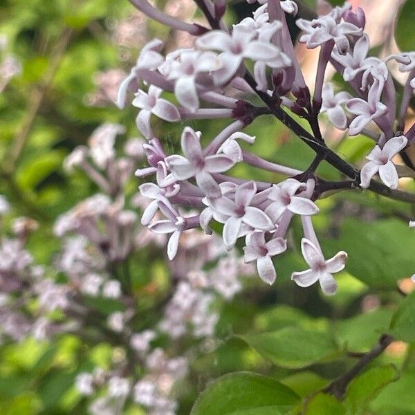 Syringa pubescens Kukka