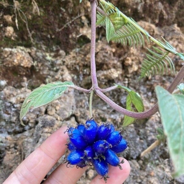 Coccocypselum hirsutum 花