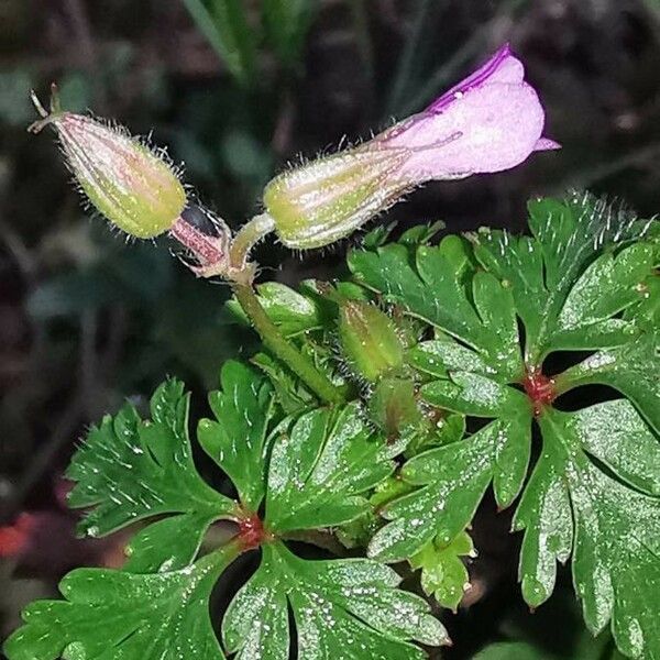 Geranium purpureum Flor