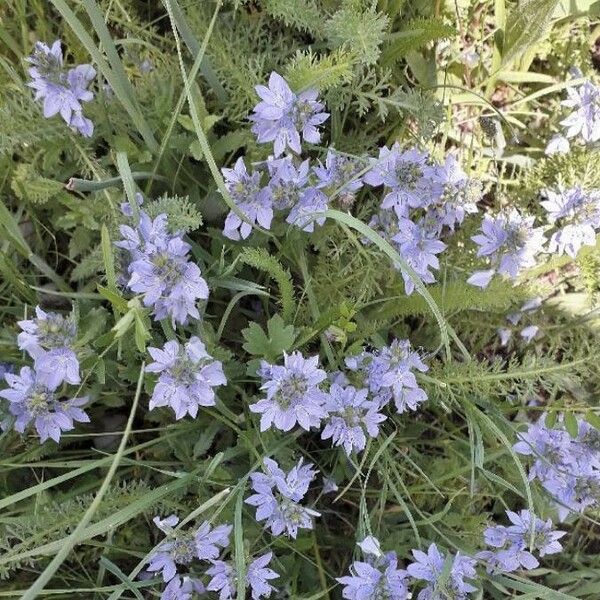 Veronica teucrium Blomst