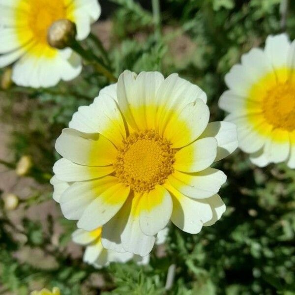 Glebionis coronaria Flor