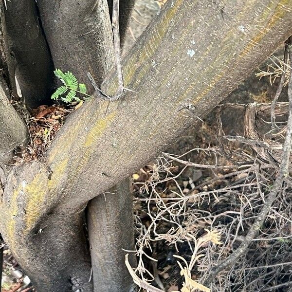 Vachellia farnesiana Kôra