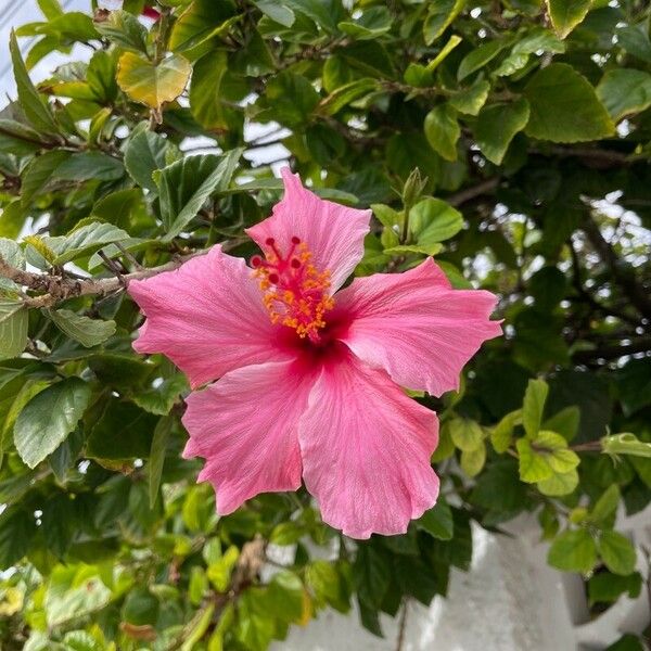 Hibiscus fragilis Floro