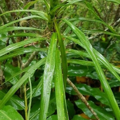 Pandanus purpurascens Blatt