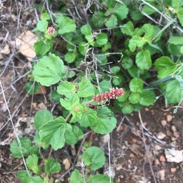 Acalypha monostachya 葉