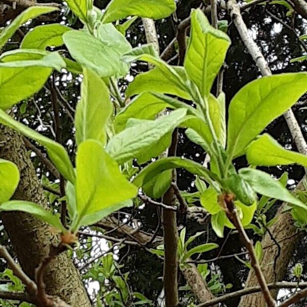 Crataegus germanica Leaf