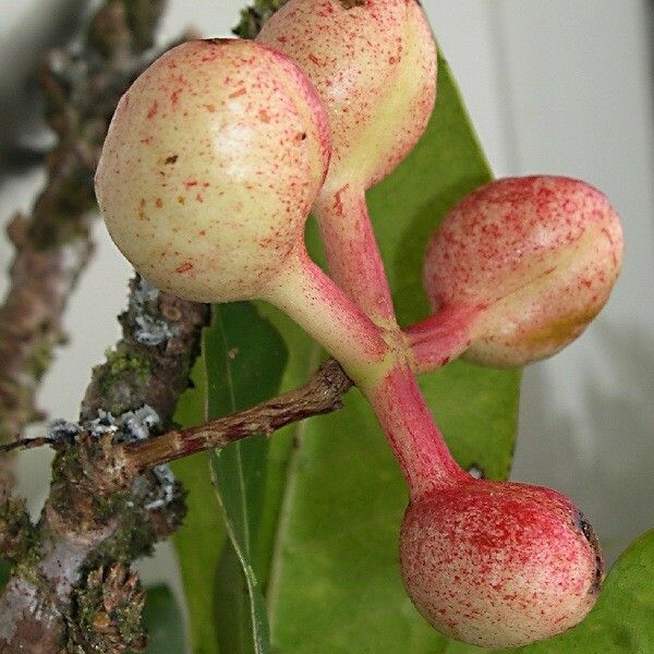 Acropogon aoupiniensis Fruit