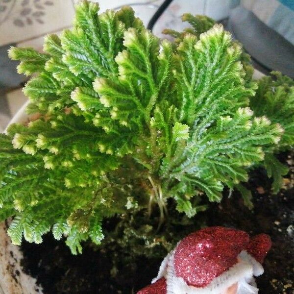 Selaginella lepidophylla Flower